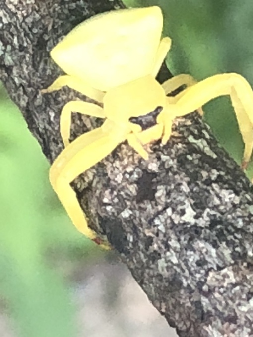 蜘蛛の種類 黄色 緑 白など 写真と短い文章 ５