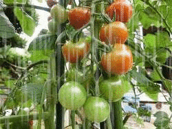 a0331562_22335832.gif