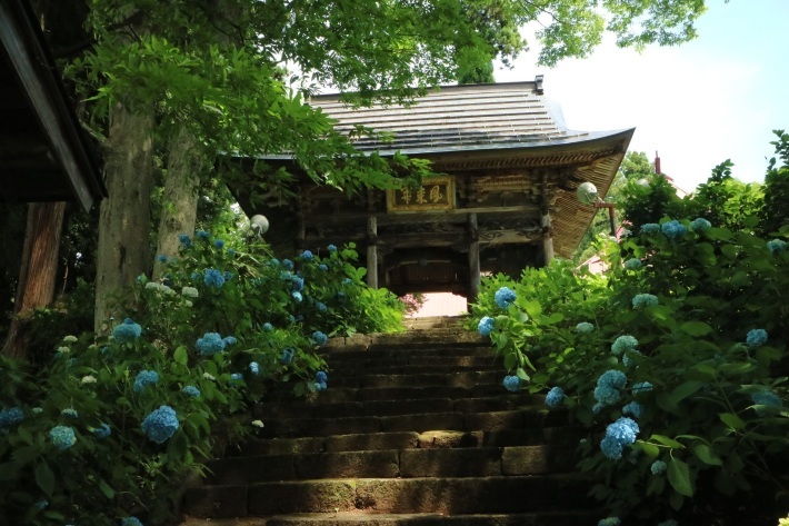 紫陽花寺＊高源院を朝一で訪れました〜 - からっ風にのって♪