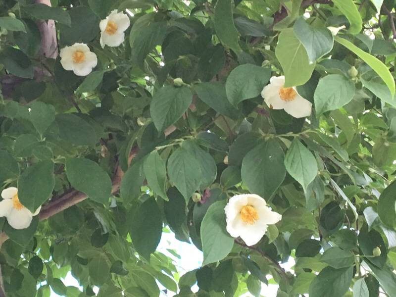 c0380878_12594160.jpg