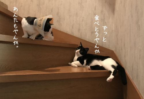 a0216583_20100069.png