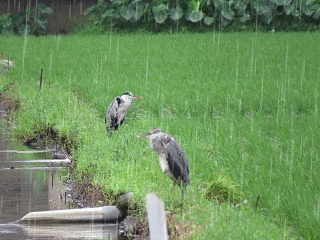 f0357487_23105526.gif
