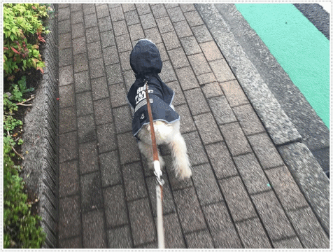 b0175688_22462743.gif