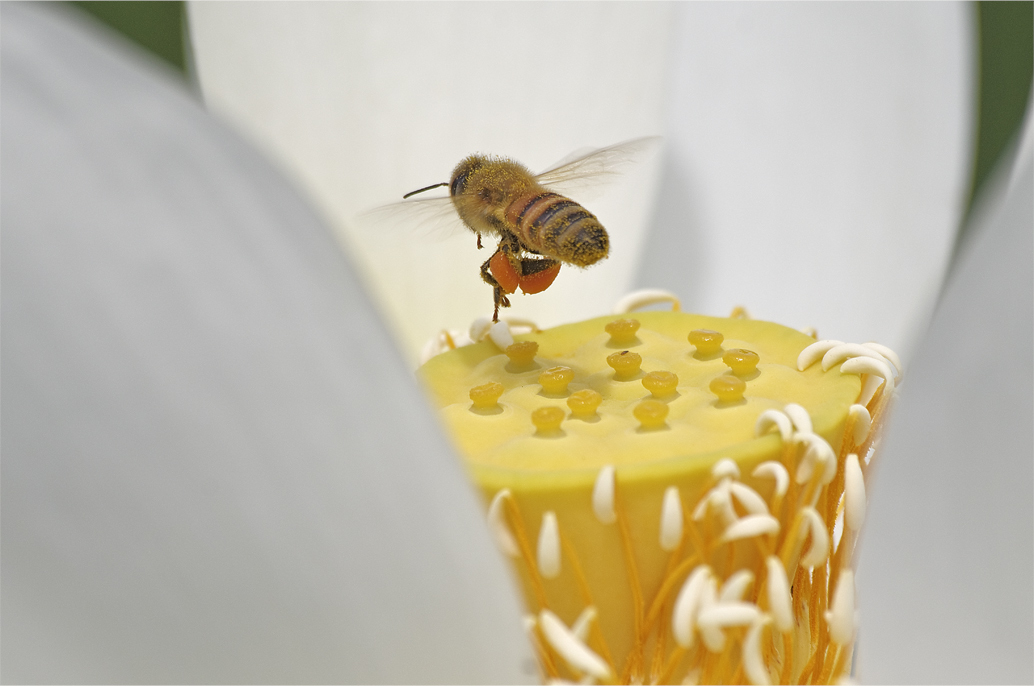 ●● 体中花粉まみれ・・・・・・・ハスにセイヨウミツバチ ●●_d0209988_21482187.jpg