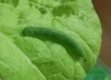 青虫から エッセー集 松 みぎわ 青虫から エッセー集 松 みぎわ