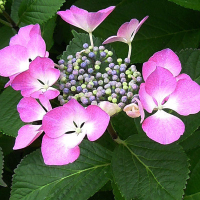 本日のお花_b0055196_21060831.jpg