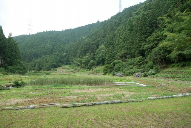 森町の半夏生（ハンゲショウ）_a0023397_08200618.jpg