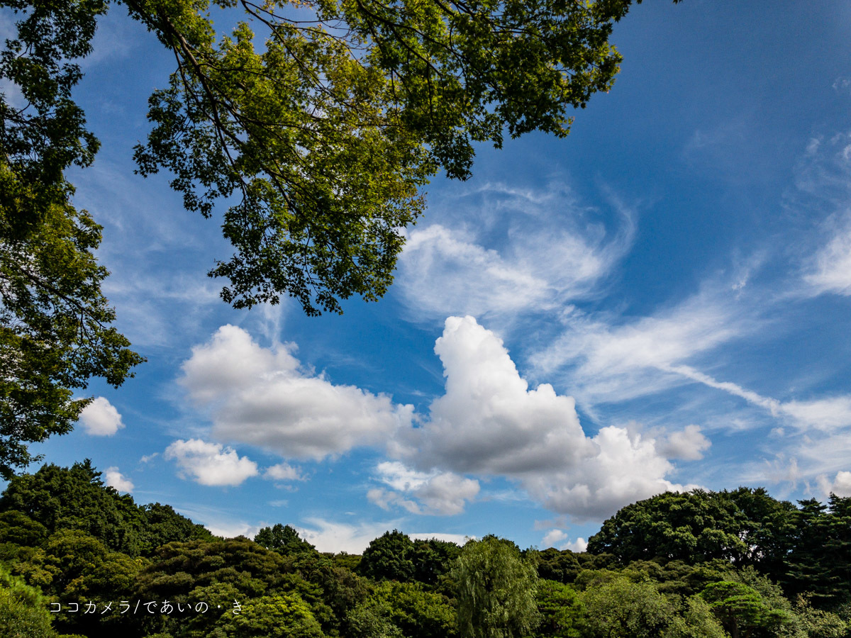 写真日記・新宿御苑の夏雲・2018.7.8_c0336400_19275320.jpg