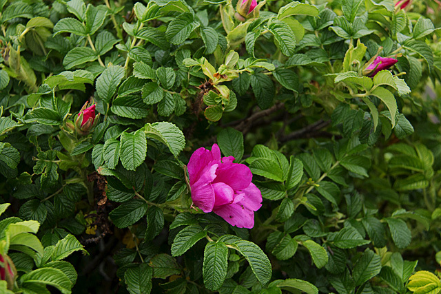 b0014607_18335253.jpg