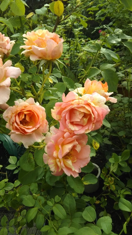 d0359313_23155393.jpg