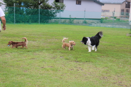 7日・８日のドッグランのお友達（＾～＾）_f0170713_18305555.jpg