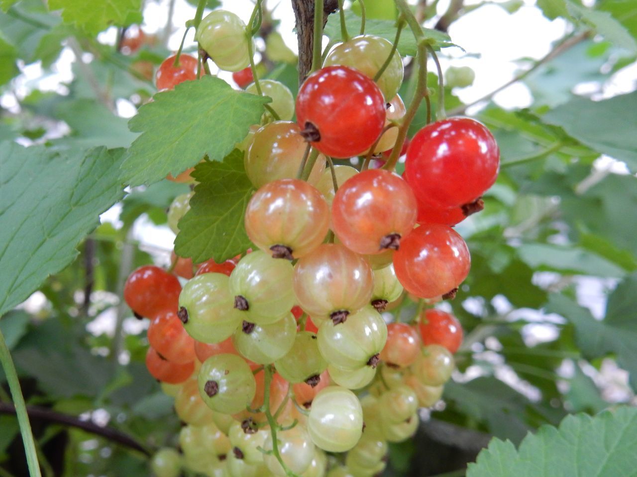 7月8日のtwitter_c0025115_21221778.jpg