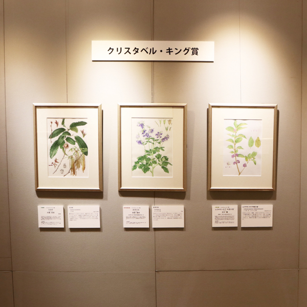国立科学博物館で植物画コンクール入賞作品を観てきた_c0060143_13203654.jpg