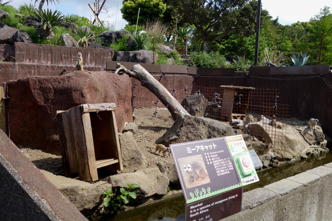 2018/04/30 伊豆シャボテン動物公園１_b0330044_14334593.jpg