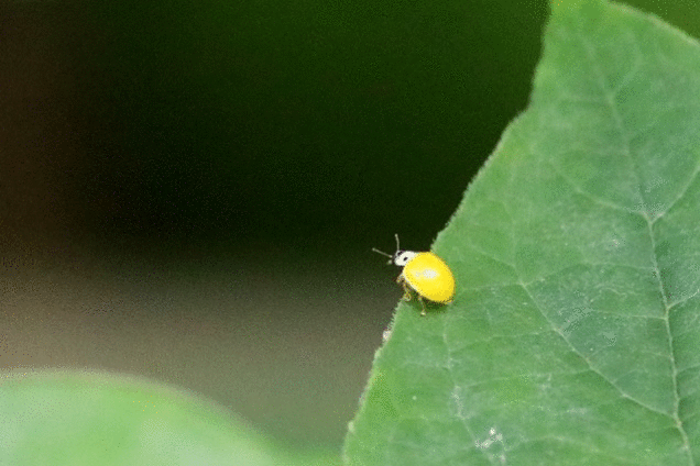 黄色を楽しむ テントウムシ イトトンボ 野山の住認たち