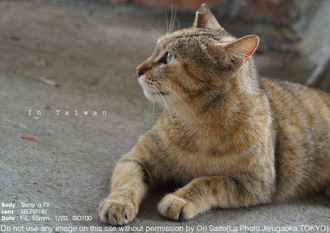 Photo Fun Zine 用台湾お蔵出しはなんとsony ii Sonnar T Fe 55mm F1 8 Za Sel55f18z で撮った猫村の作例 さいとうおりのお気に入りはカメラで