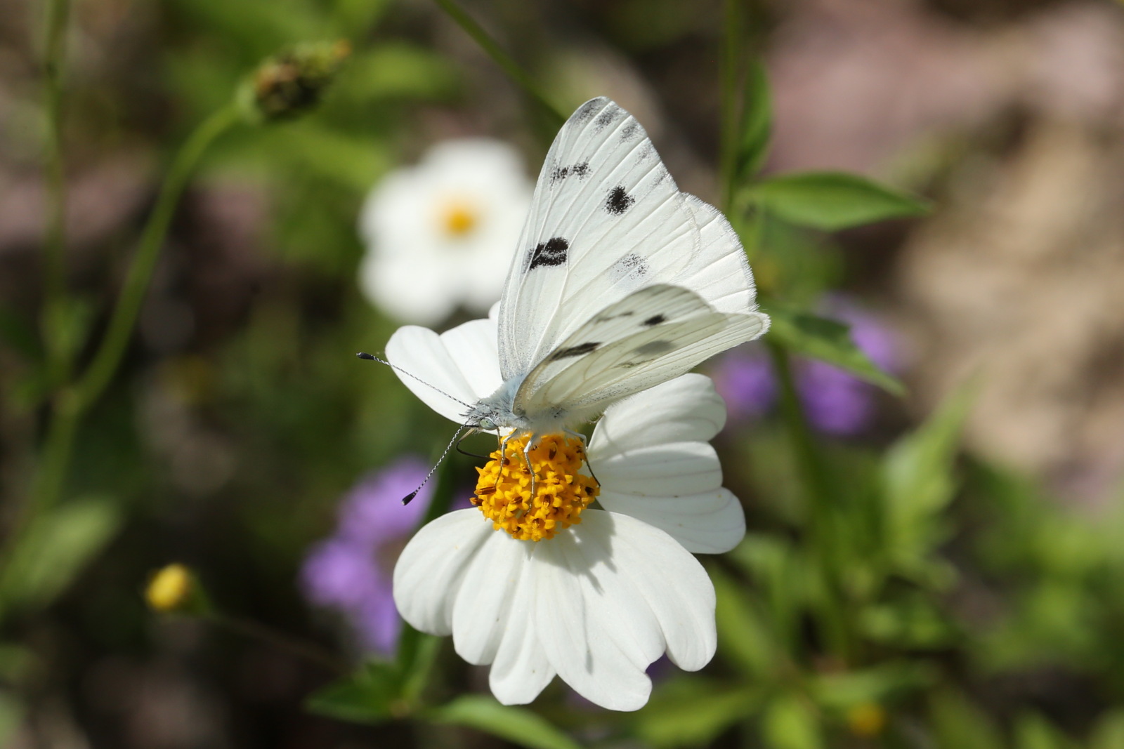 世界最小クラスの蝶 コビトシジミ Mexico 0708 Butterfly Dragonfly