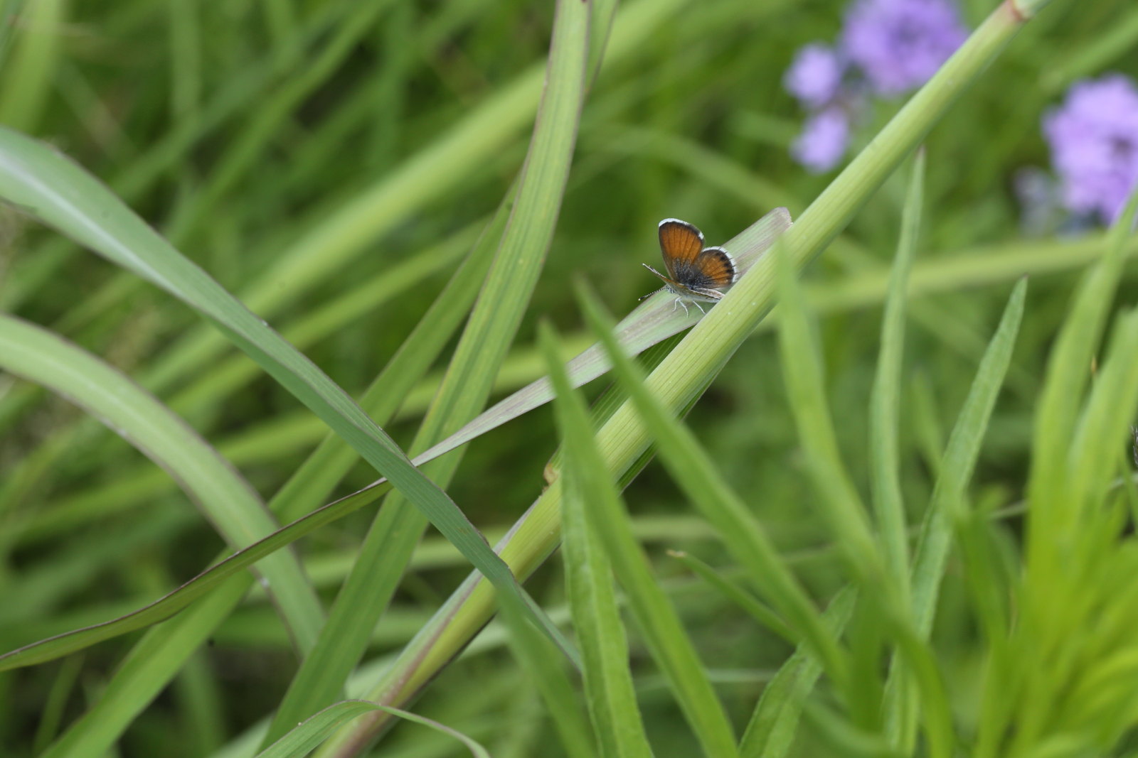 世界最小クラスの蝶 コビトシジミ Mexico 0708 Butterfly Dragonfly