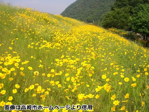 綺麗な花だけど栽培禁止です。オオキンケイギク_a0290852_184107.jpg