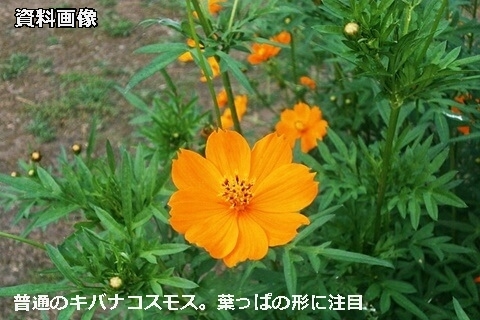 綺麗な花だけど栽培禁止です。オオキンケイギク_a0290852_2281544.jpg