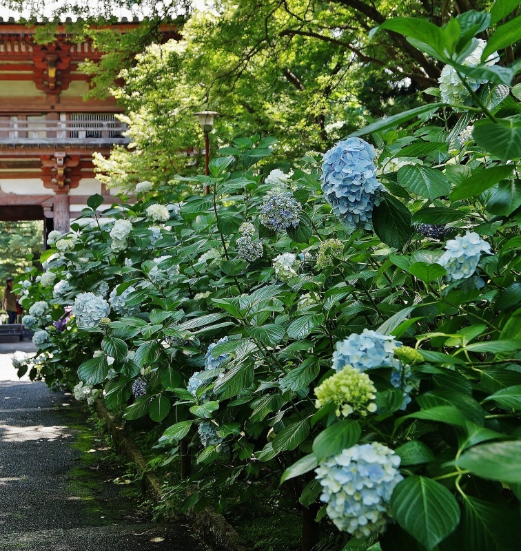 北摂の花の寺久安寺の紫陽花（２）楼門近くの紫陽花_b0063958_19453750.jpg