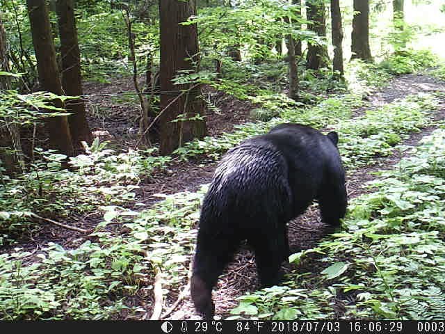 はる 様　確認画像 獣道、熊皮の腰巻き