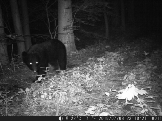 クマの道、飽きるほどのツキノワグマが･･･_c0294658_22125417.jpg