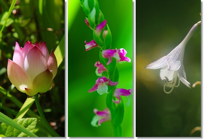 梅雨の合間に庭の花達(再発進）_d0102968_07163570.jpg