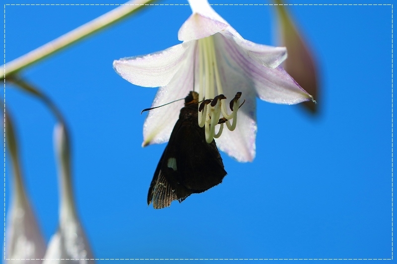 梅雨の合間に庭の花達(再発進）_d0102968_07163585.jpg