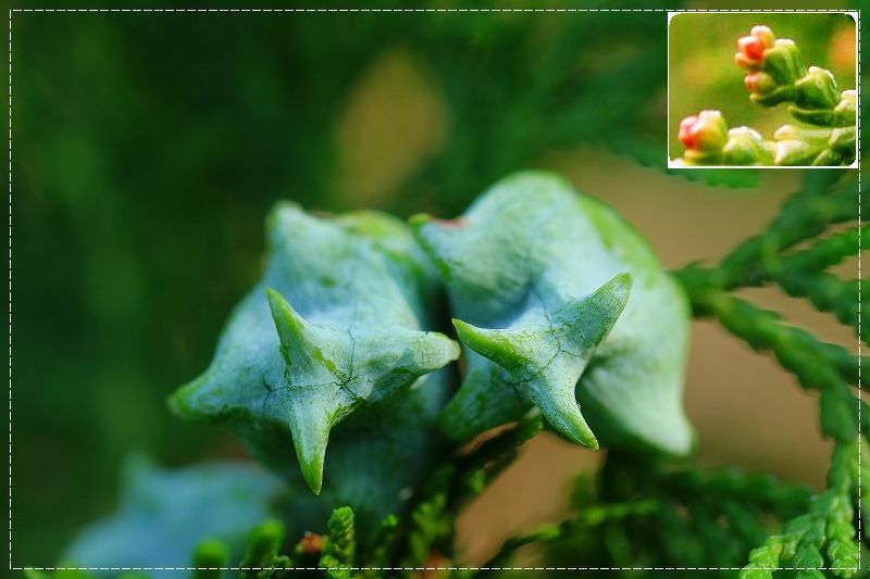 梅雨の合間に庭の花達(再発進）_d0102968_07163646.jpg