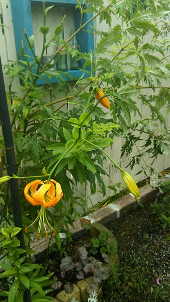 f0366679_1520446.jpg