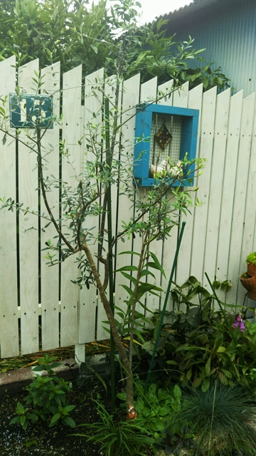 f0366679_15215786.jpg