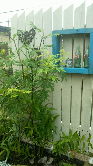f0366679_1522184.jpg