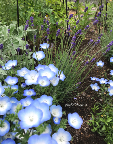 ネモフィラからラベンダーの季節へ Bleu Belle Fleur ブルーベルフルール ネモフィラからラベンダーの季節へ Bleu Belle Fleur ブルーベルフルール