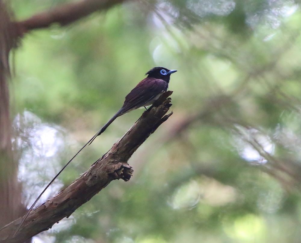 サンコウチョウ、、枝どまり、、_f0305401_10564371.jpg