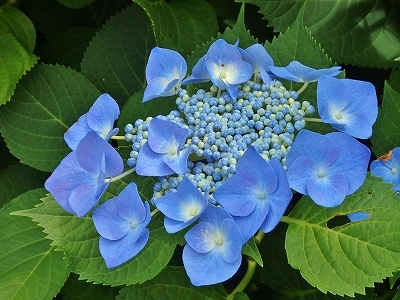 c0336902_21424280.jpg