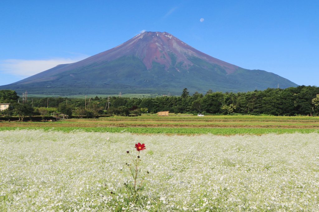 カスミ草と富士山_a0188405_21422154.jpg