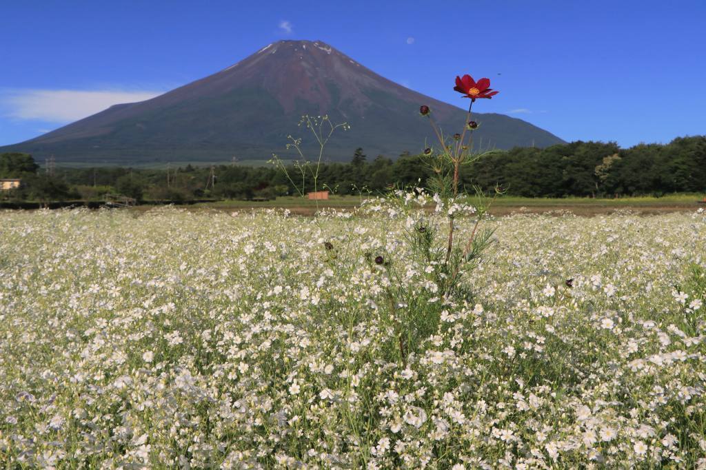 カスミ草と富士山_a0188405_21424404.jpg