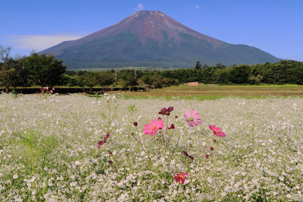 カスミ草と富士山_a0188405_21425298.jpg