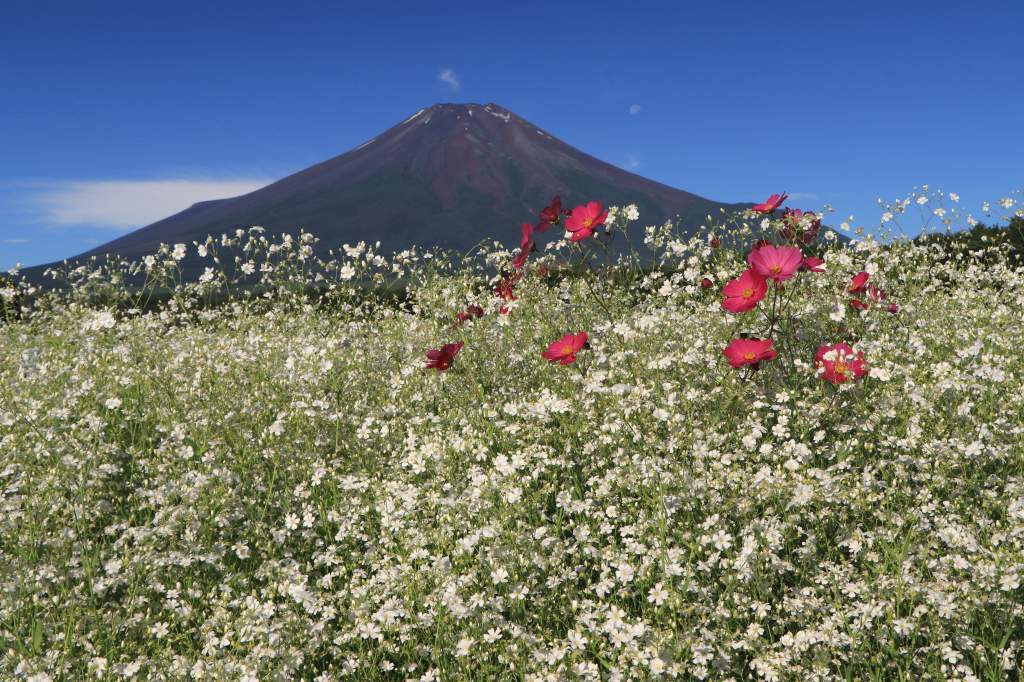 カスミ草と富士山_a0188405_21431373.jpg