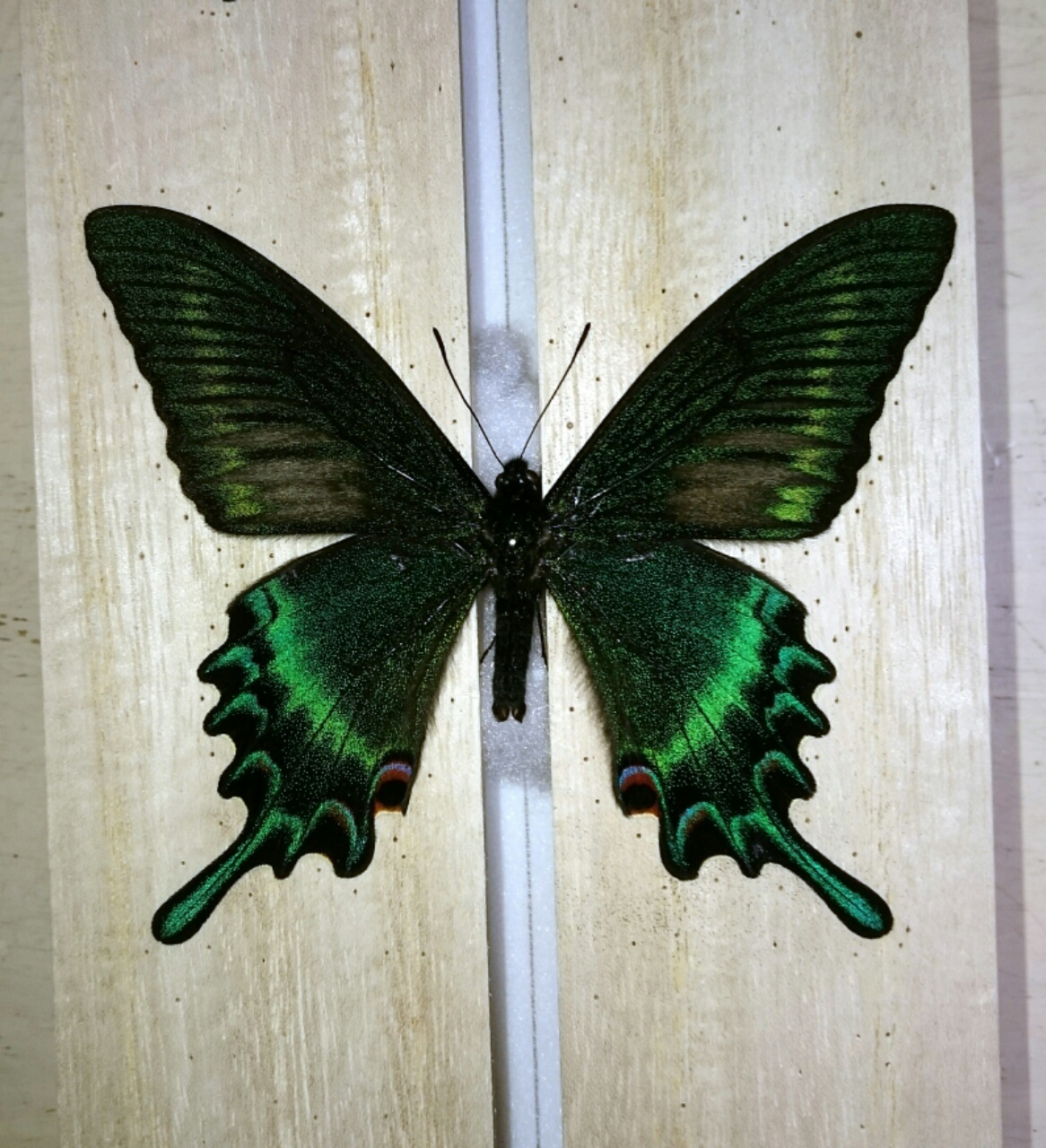 a0361610_17440160.jpg