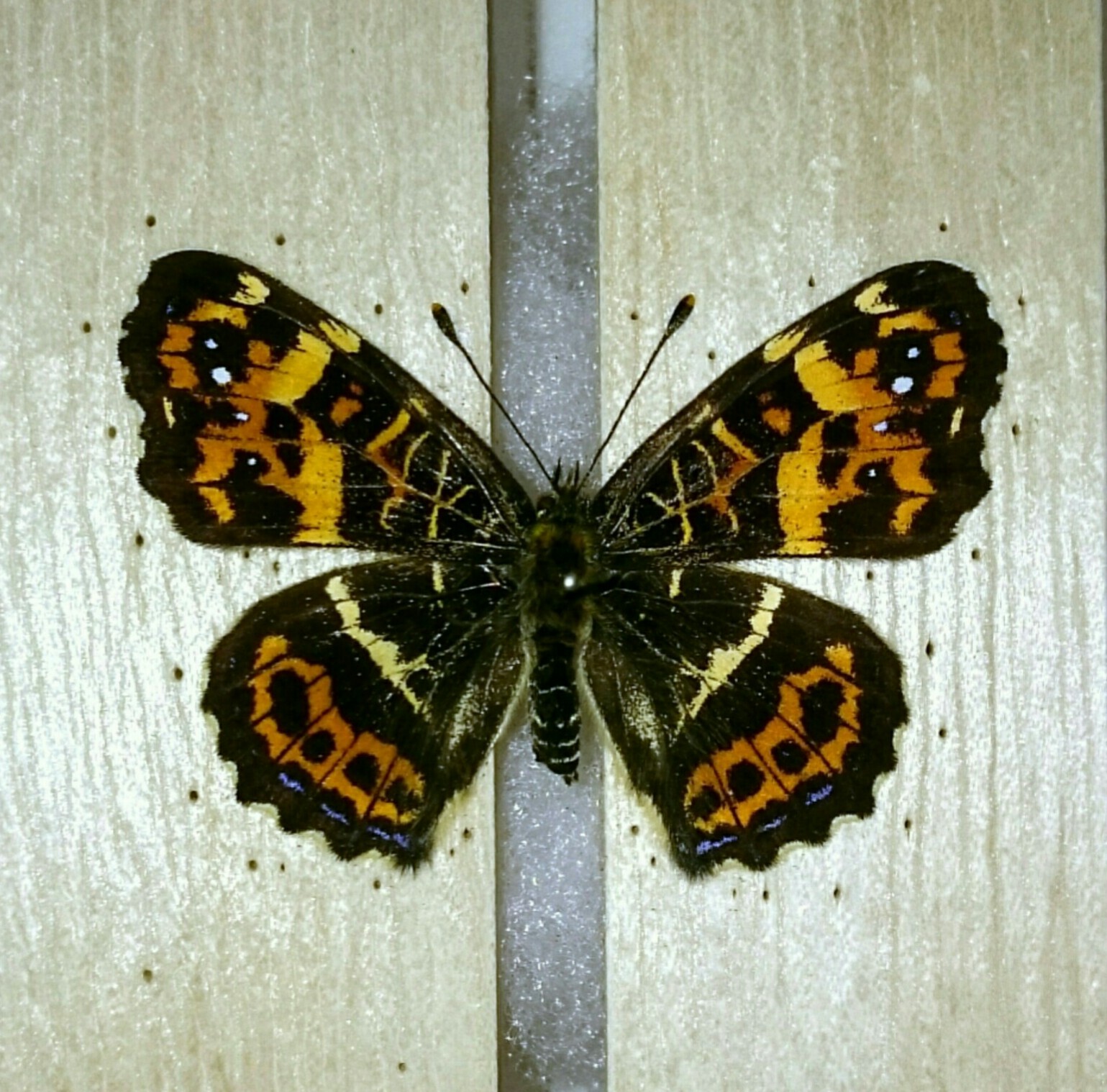 a0361610_17463824.jpg
