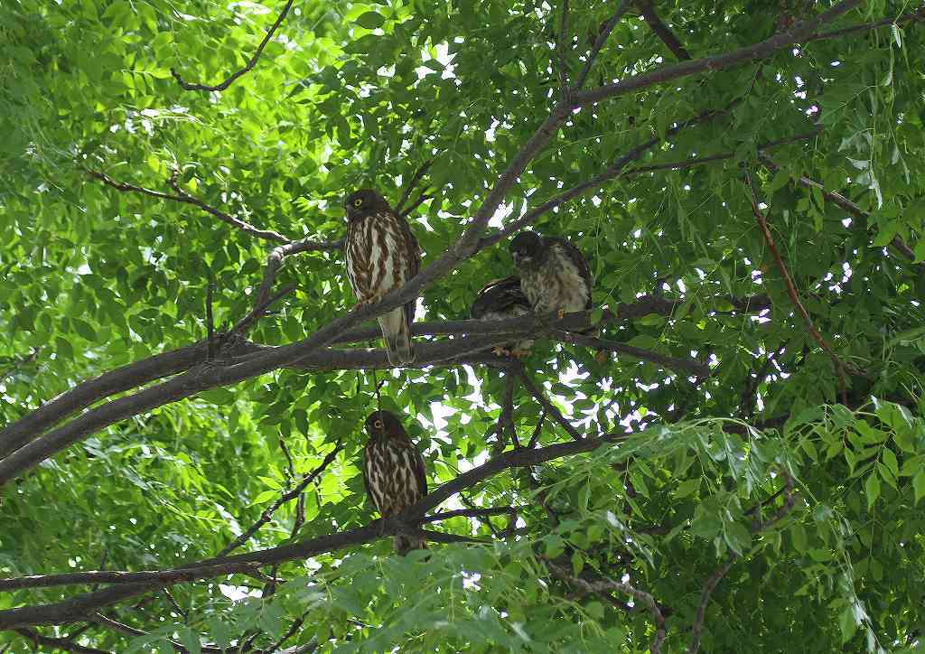 アオバズクの親子_d0360910_20463061.jpg