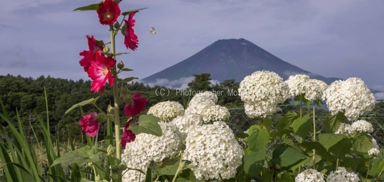 昨日の富士山_d0160611_06524807.jpg