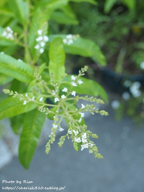 c0274618_21561378.jpg