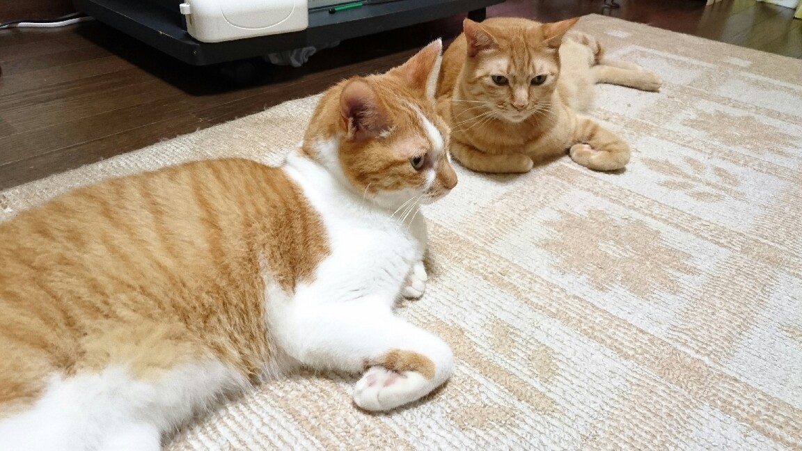 しばらくブログ休止します_b0251624_11445798.jpg