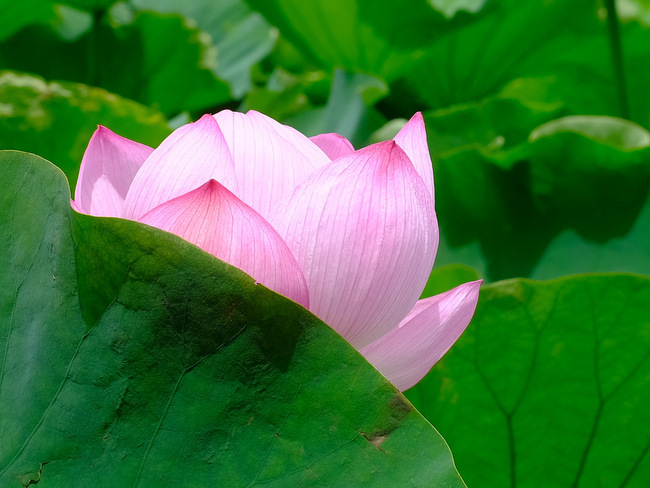 「上野御徒町 上野風月堂の生ゴーフルと上野公園 蓮の花」_a0000029_13023307.jpg