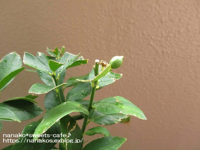 d0147030_20064017.jpg