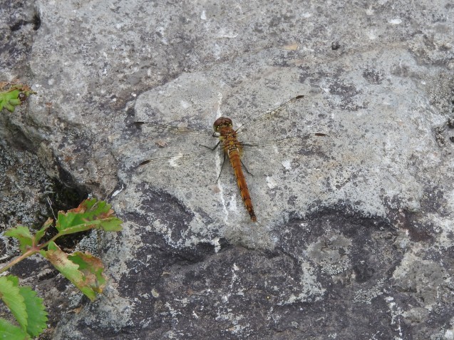 f0118332_23532640.jpg