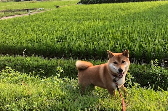 c0367433_12344527.jpeg
